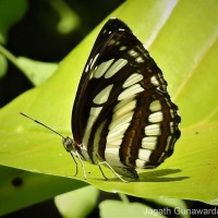 Neptis hylas Linnaeus, 1758